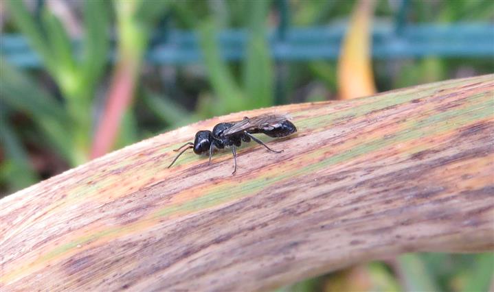 Crabronidae, Pemphredoninae